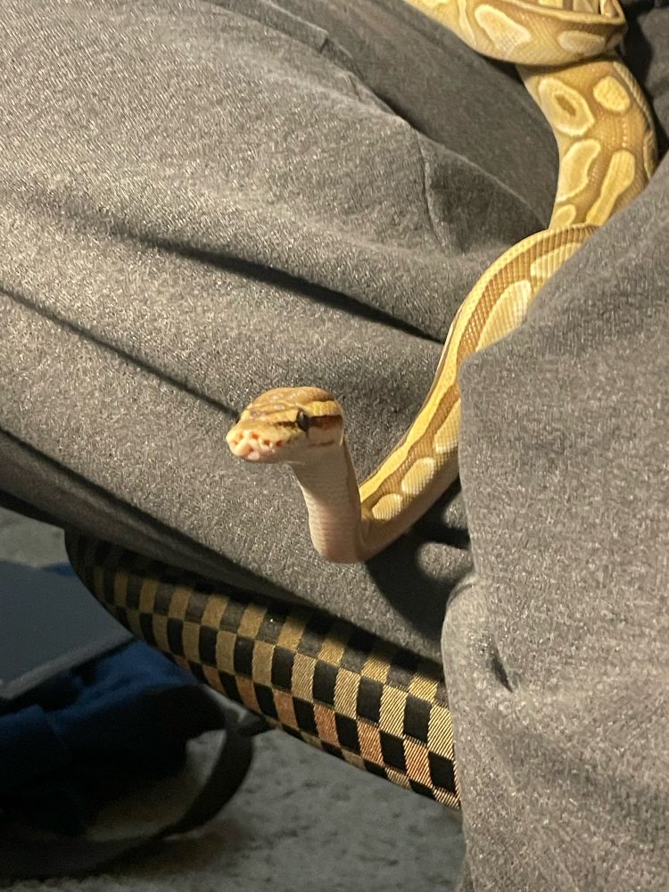 My ball python Banana, slithering on my wife’s lap while she sits in her office chair. Banana’s face is centered and he is looking very cute!