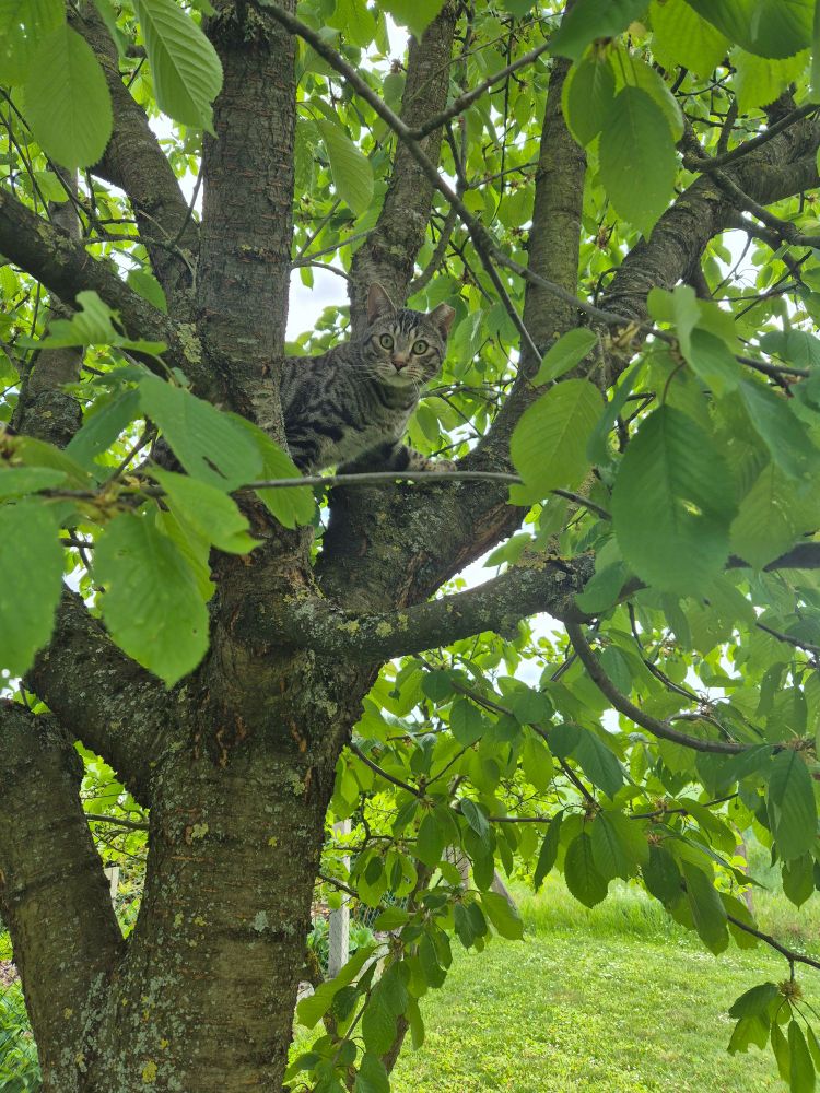 Ein Kater sitzt in einem anderen Kirschbaum (vorheriger Post) und schaut in die Gegend.