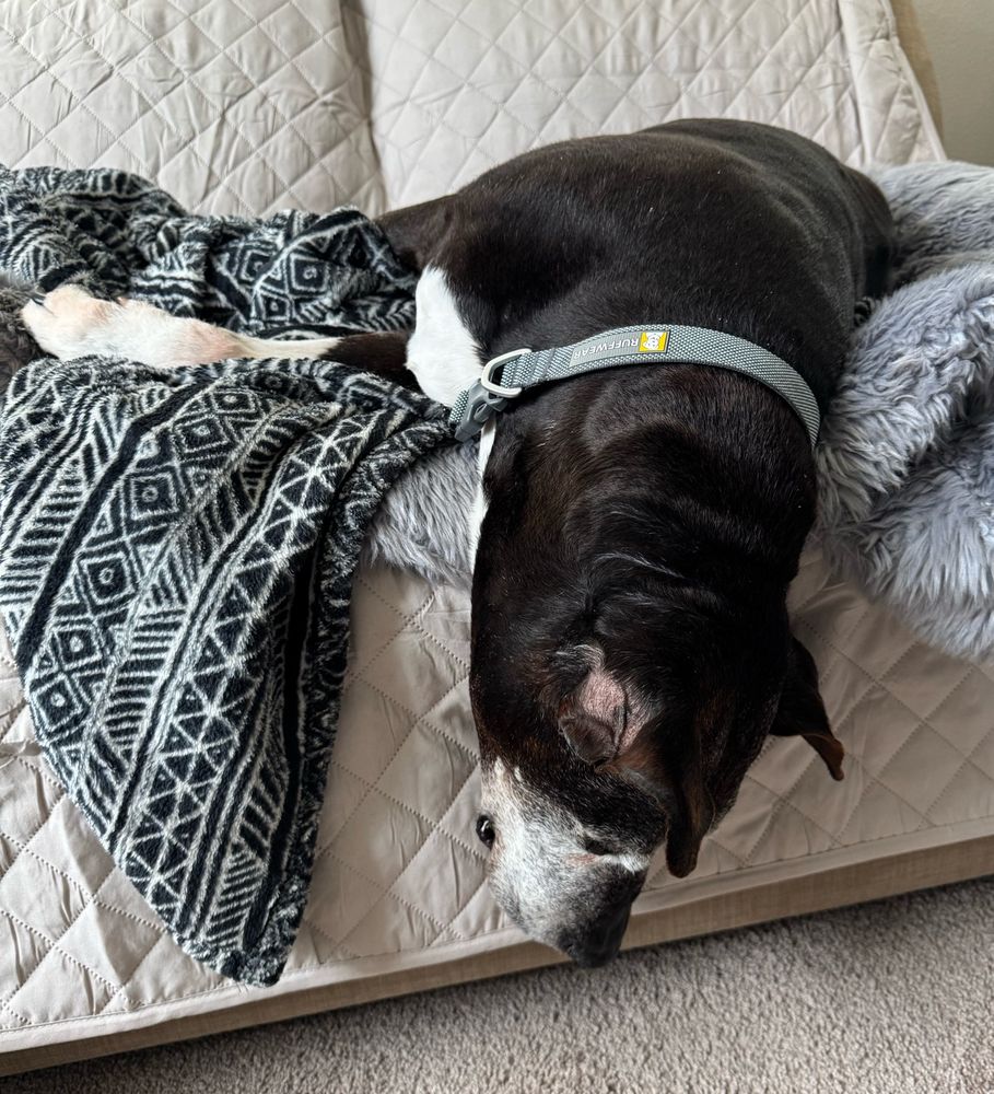 A good boy sleeps with his head hanging off the couch