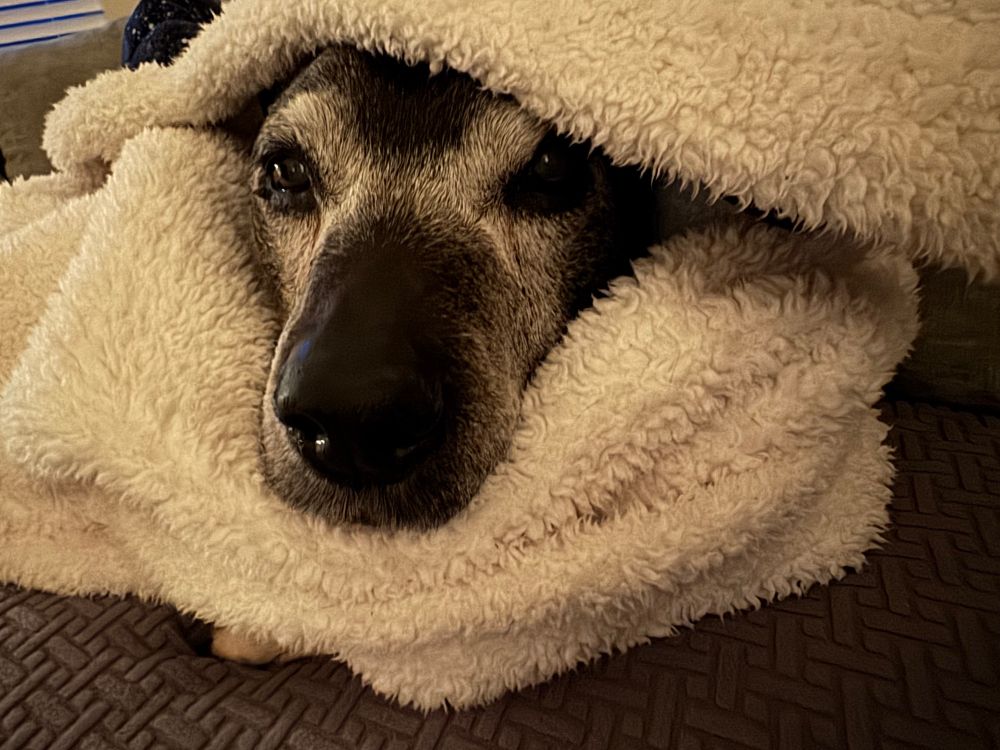 A good boy wrapped in a blanket like a burrito.