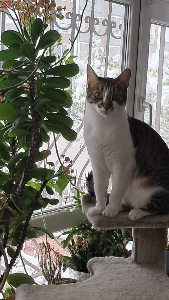 Günaydın.. İklim yasasi onaylanırsa bir daha bizimle yaşayana izin vermeyecekler farkında mısın??? Şanslı 