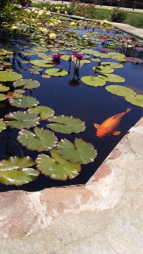 Bright orange Koi swimming gently beneath lily pads in a pond.