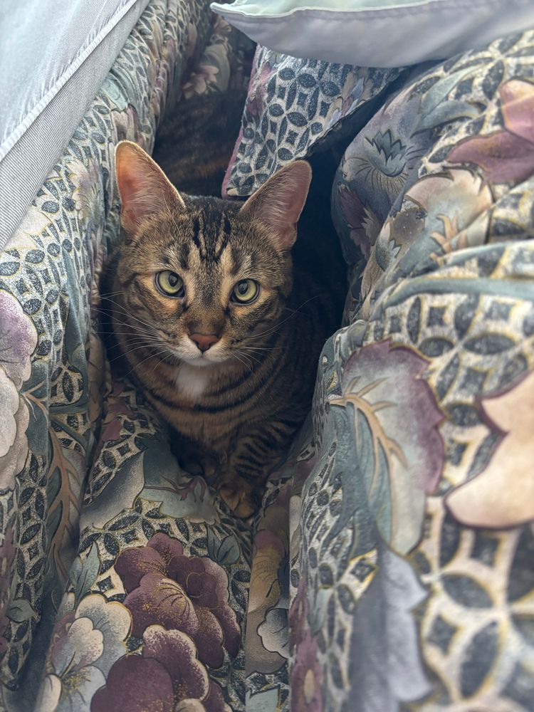 Photo of Mickey, a tiger-striped brown and black cat, sitting next to a comforter and looking up at the camera. 
