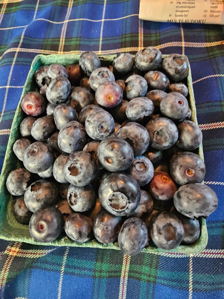  A pint of blueberries on a table with a NS tartan tablecloth 