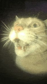 a closeup of a cat with its mouth open