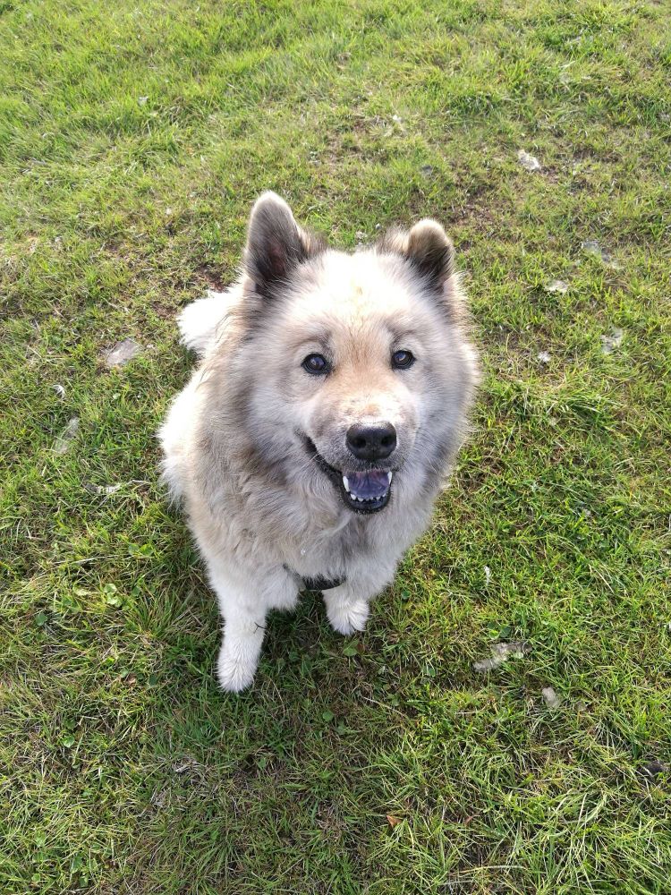 Den fluffy hunden Warga sitter på gresset med åpen munn, som et smil, og titter opp og inn i kameraet
