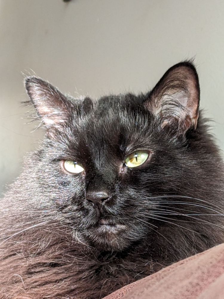 Bajie, a fluffy black cat enjoying the sun.
