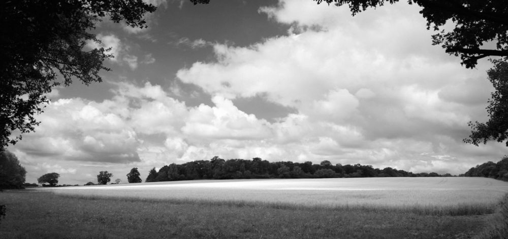 Looking towards some woods (Piper Woods) on the far side of a field of barley, sun patches are playing across the scene.  