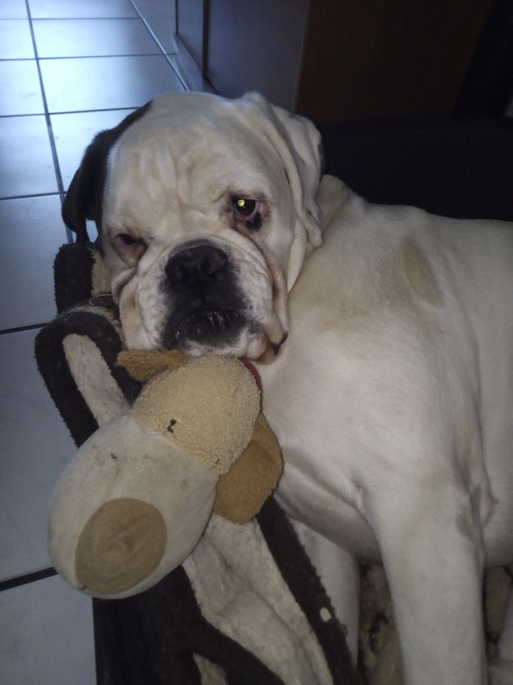 Weißer Hund mit dunklem Ohr liegt in seiner Kiste mit der Schnauze auf seinem Plüschhund und zwinkert in die Kamera.