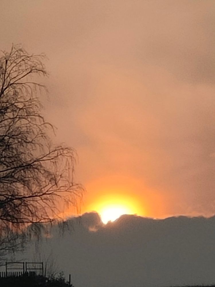 Sonnenuntergang gelb weiß mit Birke 