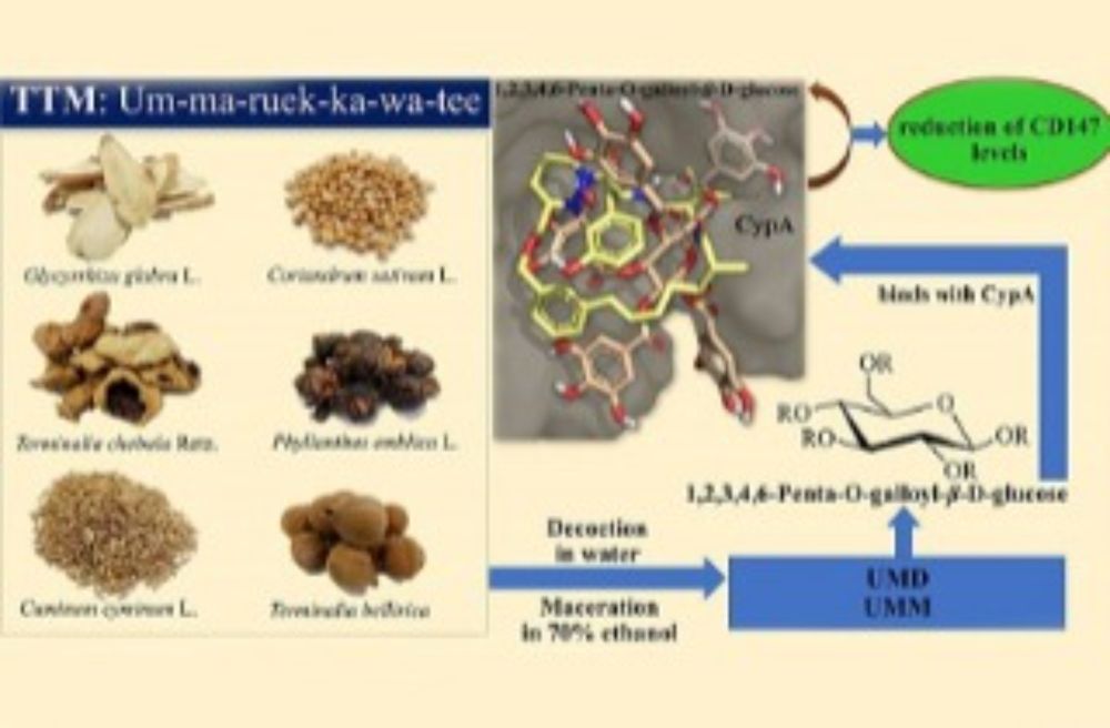 Thailand Medical Study Shows That Certain Thai Traditional Medicines Reduce CD147 Levels In Lung Cells. Possible Use In Cancers And COVID-19! - Thailand Medical News