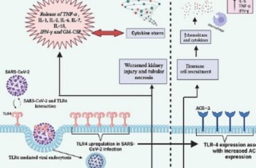 COVID-19-Induced Kidney Damage Caused By SARS-CoV-2 Using Receptors Such As TLR-4, KIM-1/TIM-1 And CD147 - Thailand Medical News