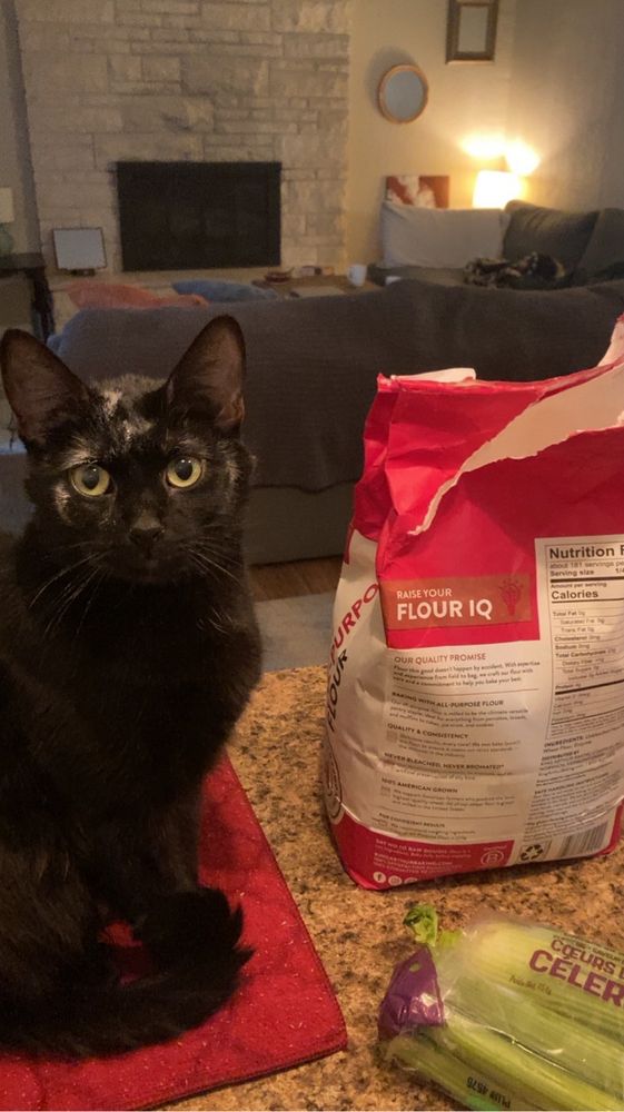 black kitty with flour on her face