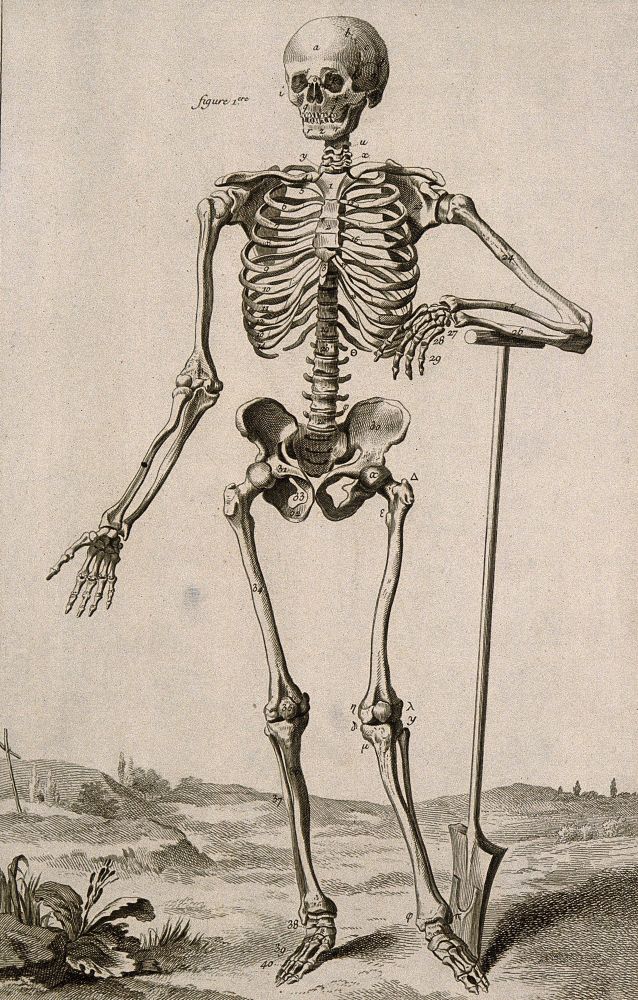 Etching: A human skeleton, seen from the front, resting the bones of his left forearm on a spade handle
