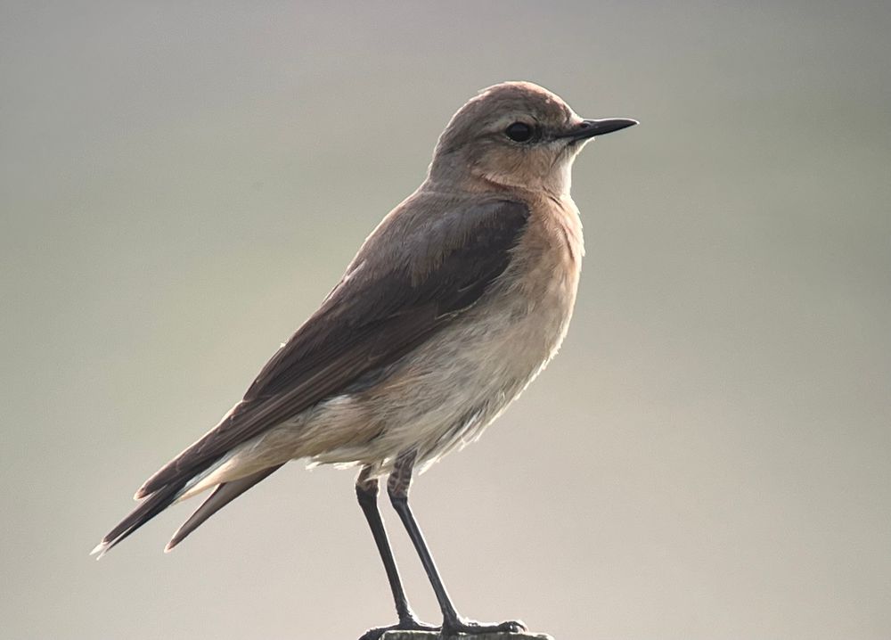 Female Northern Wheatear
