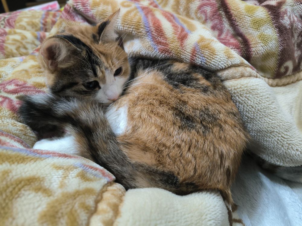 掛け布団の枕側をおさえるようにして寝ている三毛猫。ベッドに入るにはこの位置から持ち上げるしかなく、猫を動かさずにベッドに入ることは不可能な位置。