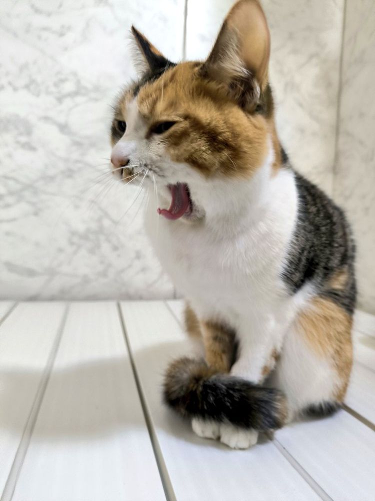 三毛猫
沸かしたお湯で温かくなった湯船の蓋の上であくびをしている