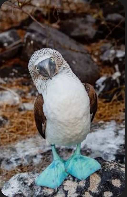 Face on shot of a Blue-Footed Booby, a mostly white bird with blue feet. 