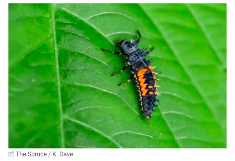 A photo of a black and orange lady bug larvae crawling on a green leaf.