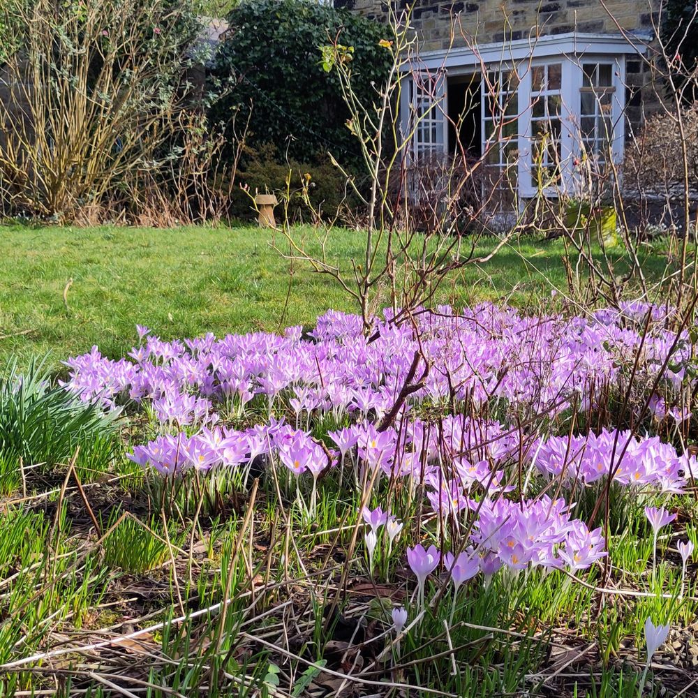 View across a large (1 to 2 metres across) patch of pale violet coloured crocus flowers in a border, surrounded by other green shoots yet to flower.Beyond that, a lawn, bare shrubs, and a stone wall with French doors in it. One door ajar
