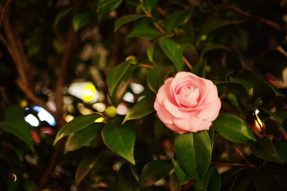 夜の椿
