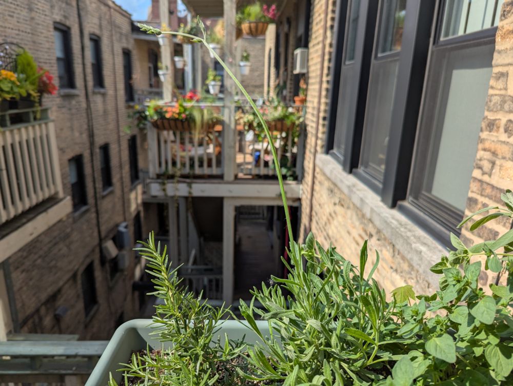 A lavender plant with a top stalk nearly twice as tall as the entire rest of the plant