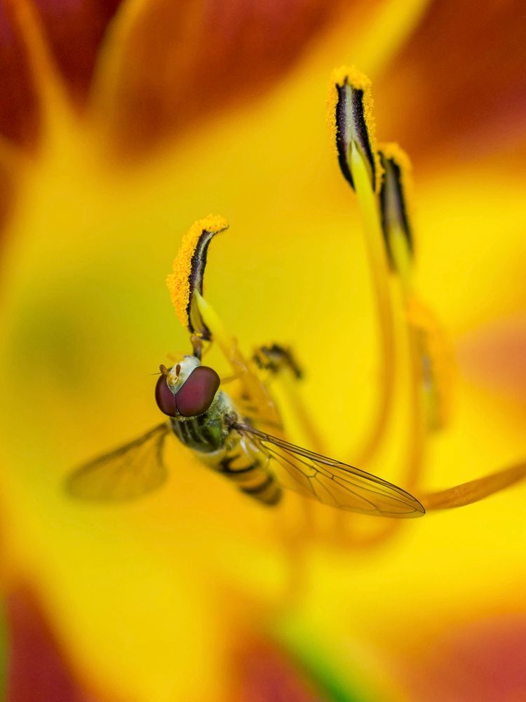 Nahaufnahme. Ein Insekt sitzt an den Staubgefäßen einer Taglilie.