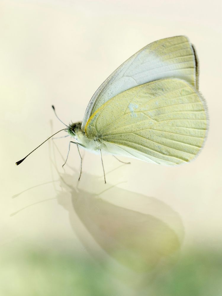 Nahaufnahme eines weißen Schmetterlings, der sich im hellen, teilweise grünlichen Hintergrund spiegelt.