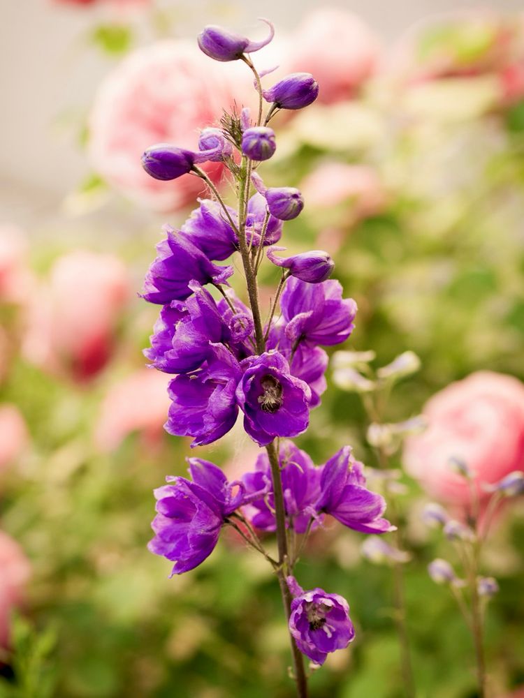 Blüten eines blau blühenden Rittersporns vor unscharf aufgenommenen rosa Rosen.