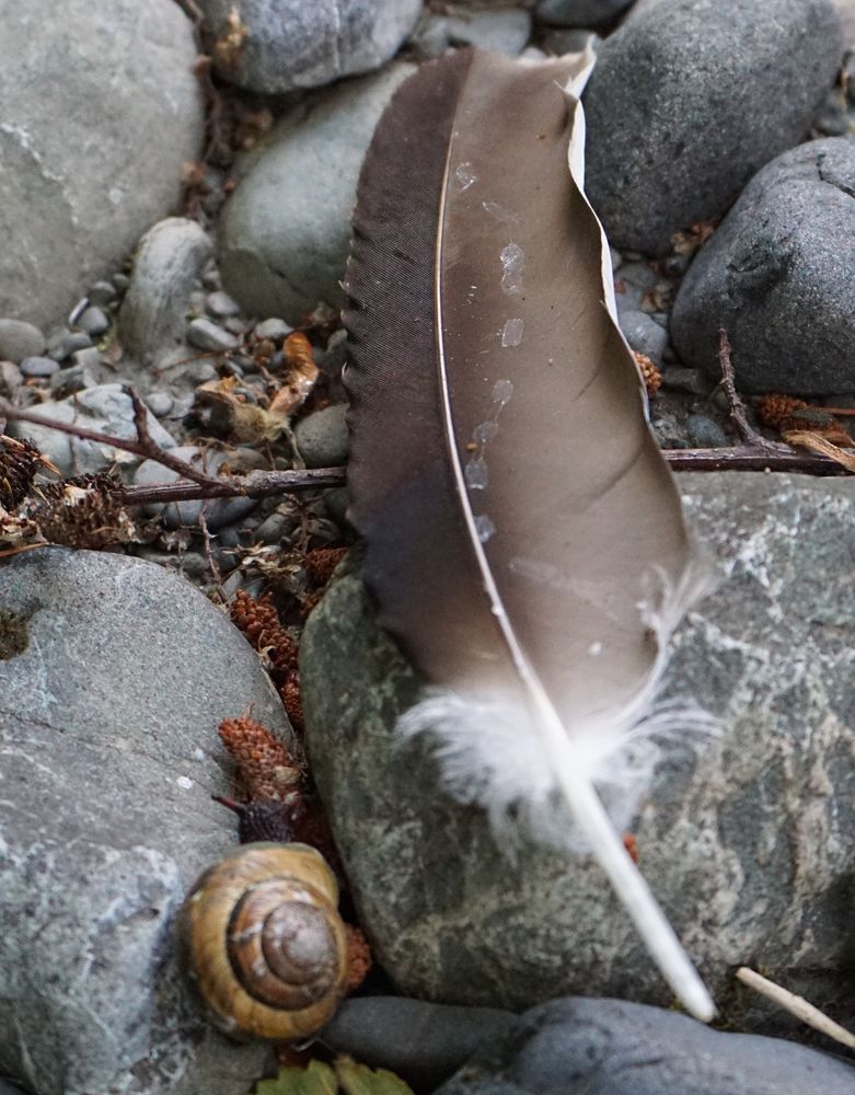 A large feather with soft wavy edges lies upon river rocks, a meandering trail of elongated spots connected by thin slimy threads runs down the vanes.
The coiled shell of a snail rests between two rocks, the snails head and feelers extended towards the feather which it has just traversed the length of.
It dreams of reincarnating as a snowboarder sailing across unbroken powder.