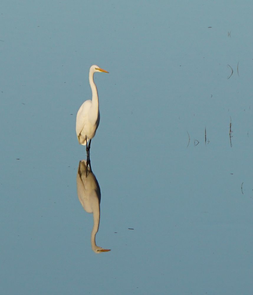 A tall slender white bird with long yellow beak and black legs stands serenely upright, its near perfect reflection on the waters surface below.