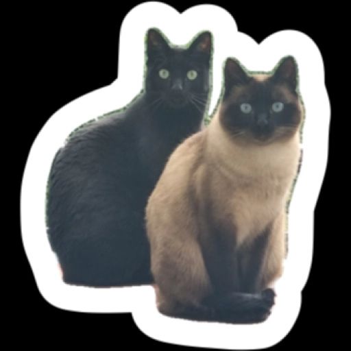 eine schwarze und eine sehr runde seal-point katze sitzen nebeneinander und schauen den betrachter aus großen augen an.  