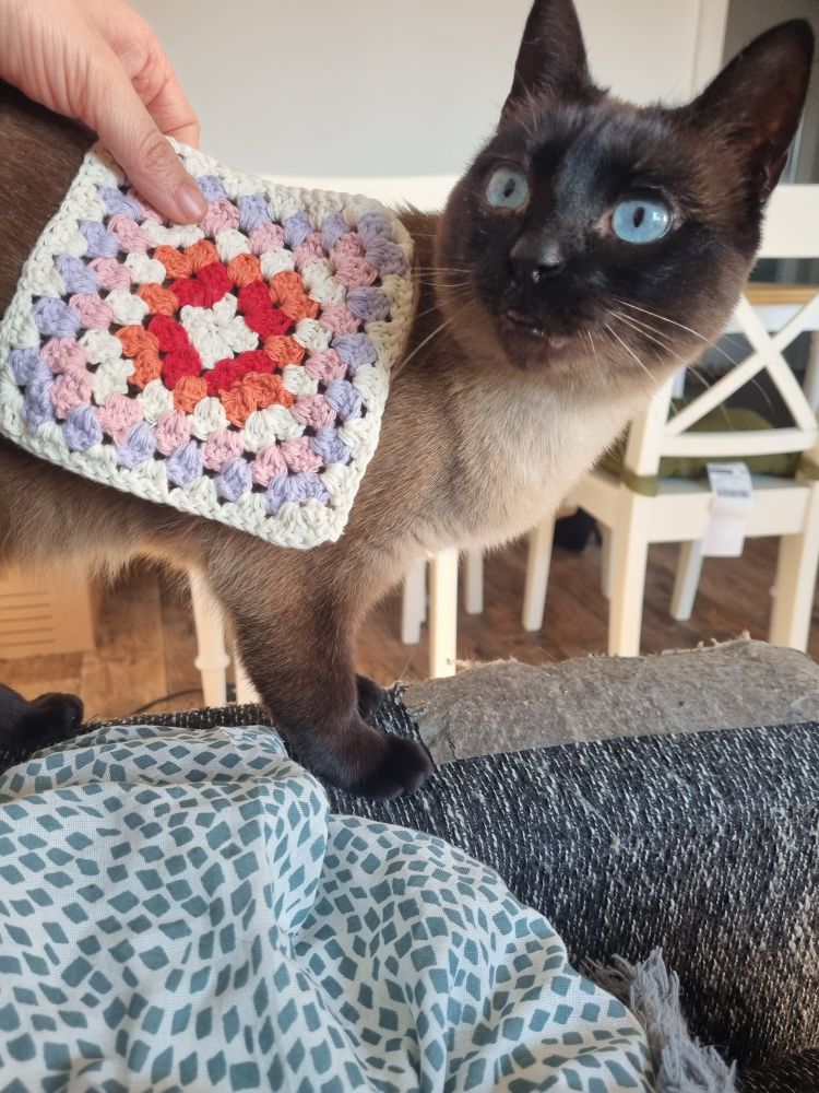 eine katze auf einer sofalehne über die ein granny square gelegt wurde 