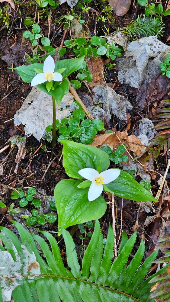 Photo of two western trillium flowers on a forest floor 