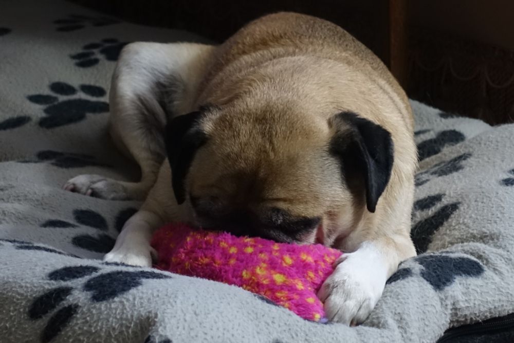 Frankie - French Bulldog x Pug snoozing with his favourite pink teddy