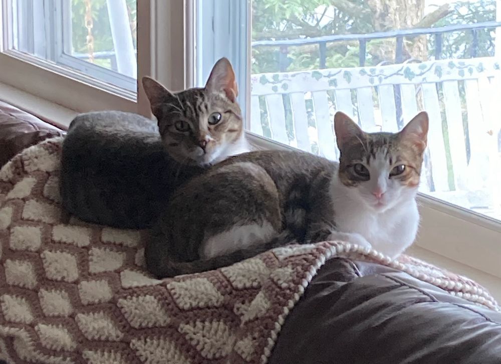 Two cats by a window.