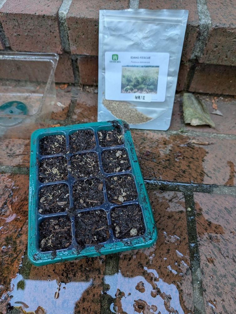 Seeds in cells mixed with soil. An almost empty bag of Idaho fescue seed in the background.