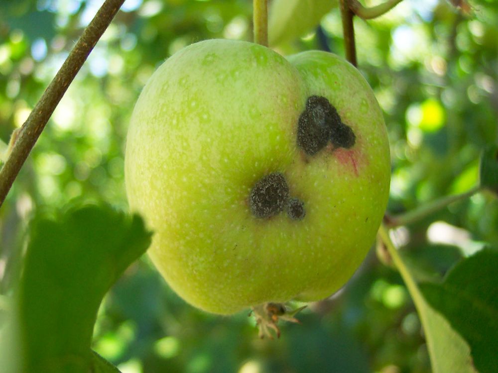 Image from image_1.jpg