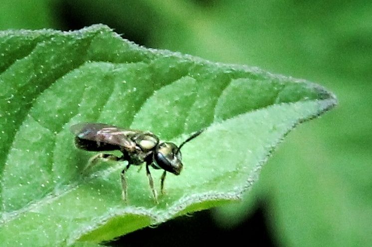 A metallic green sweat bee resting on a leaf 