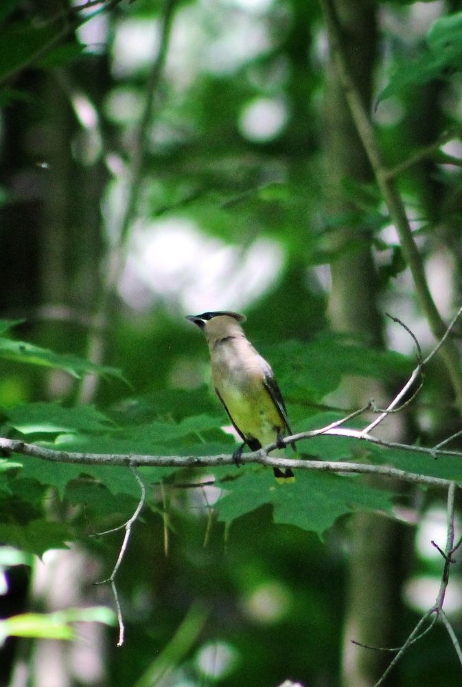A cedar waxwing perched on a branch 