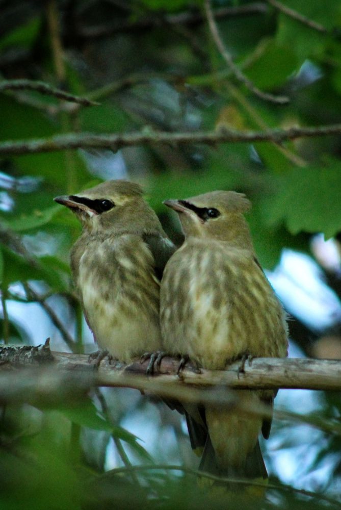 Two juvenile cedar waxwings perched on a branch 