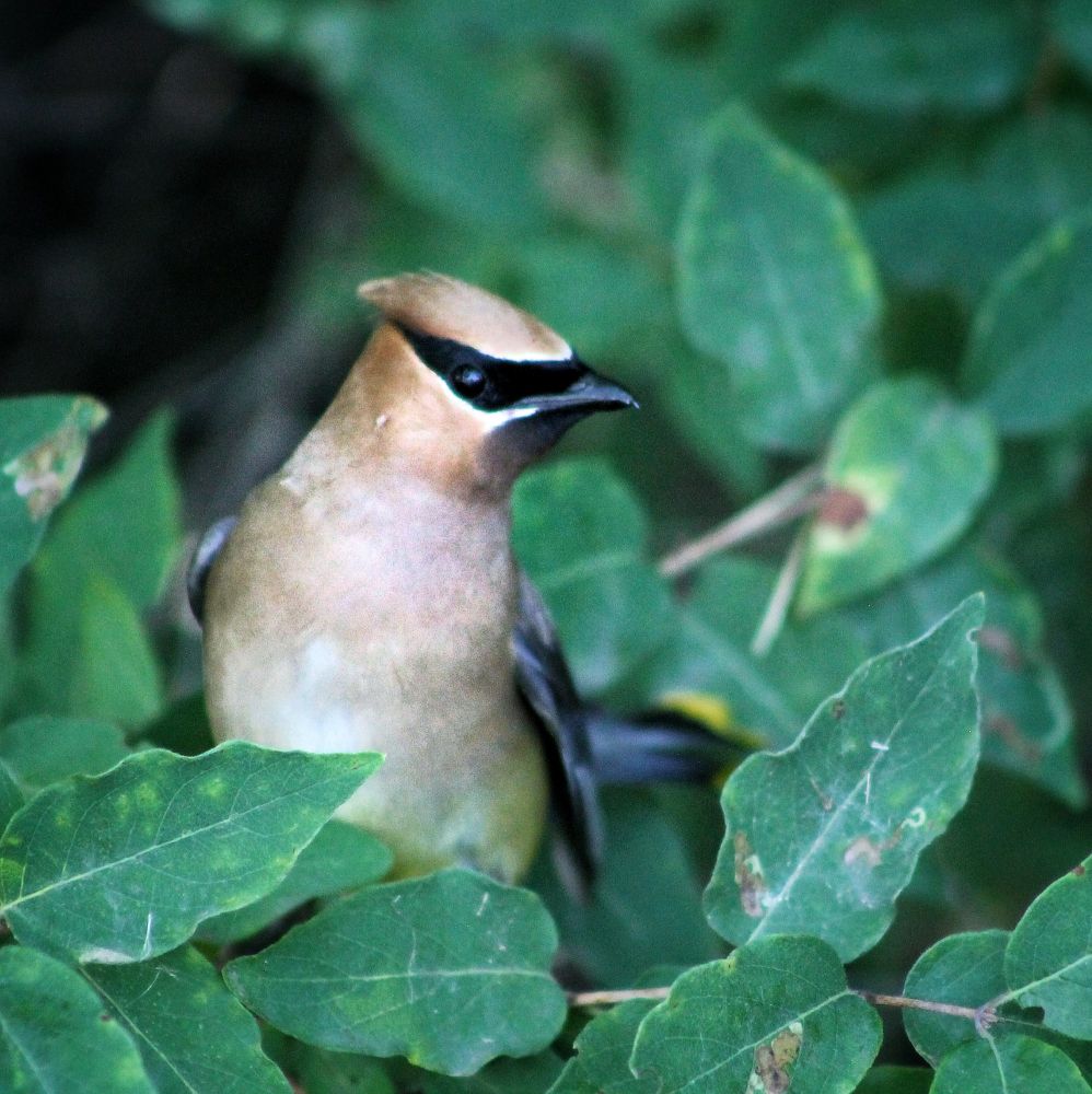 A cedar waxwing among leaves 