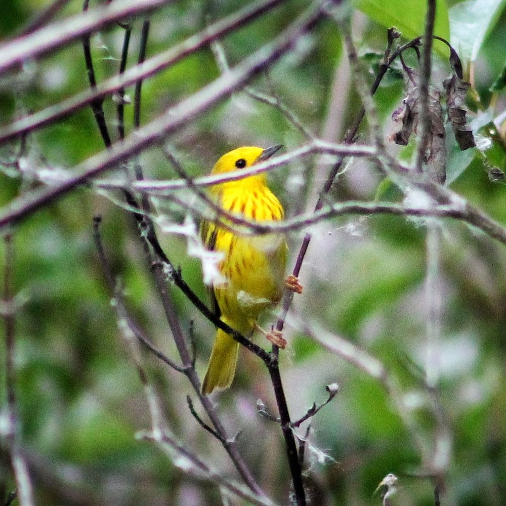 A yellow warbler plays peekaboo in some twigs 