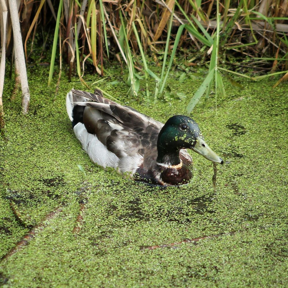 A male mallard with duckweed on his face 