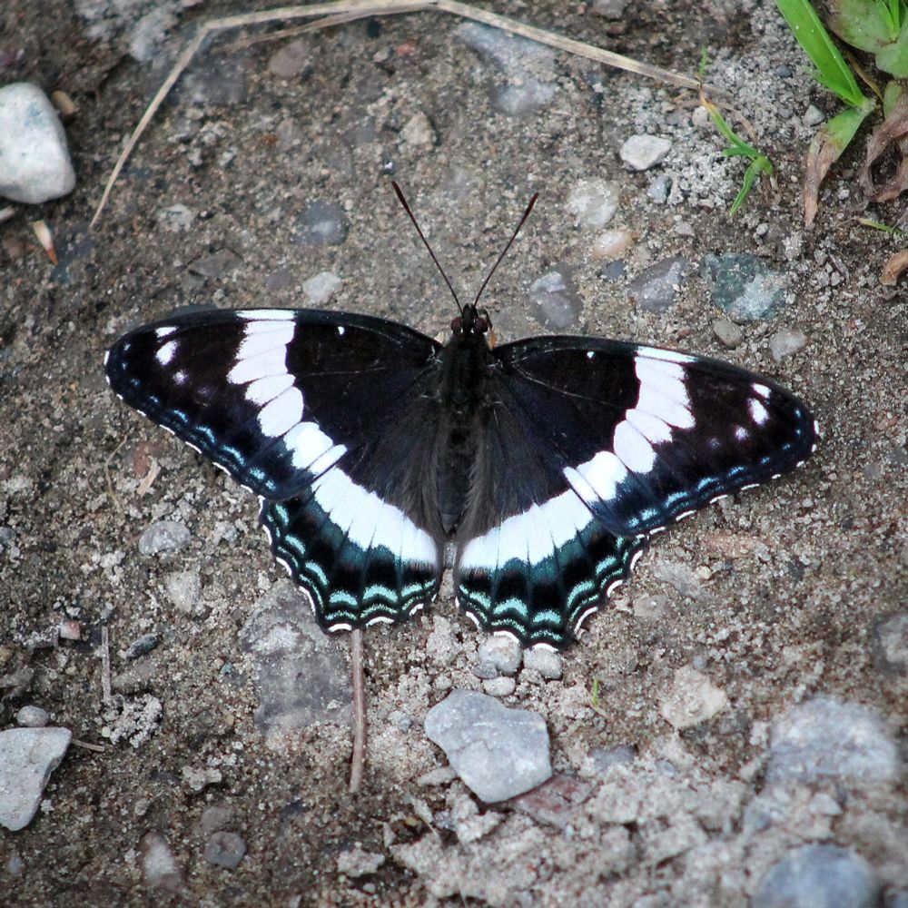 A white admiral butterfly spreads it's wings on the ground 