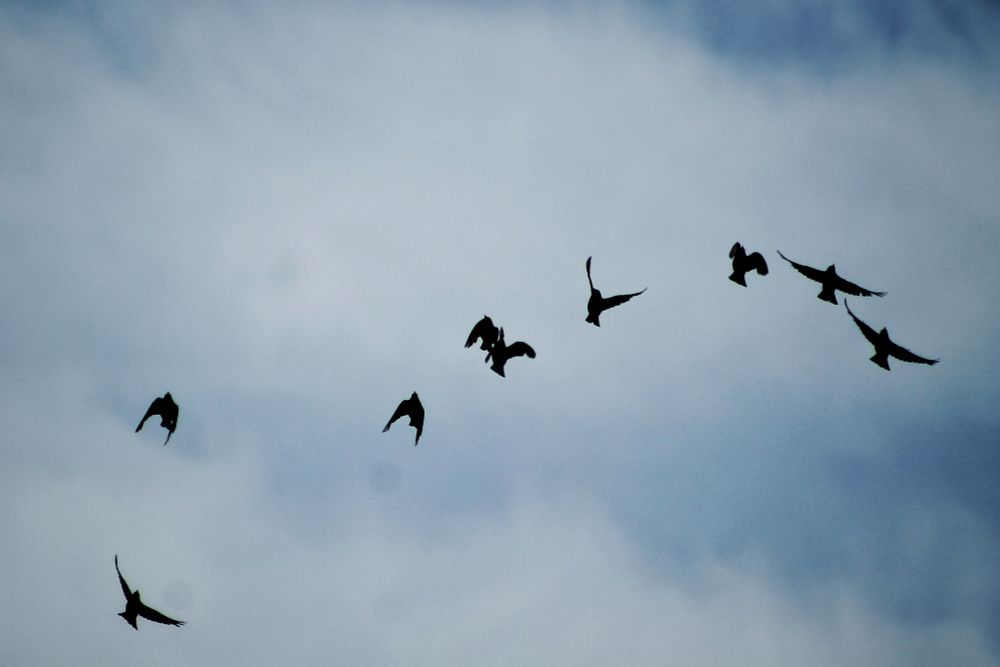 A group of starlings silhouetted against the sky
