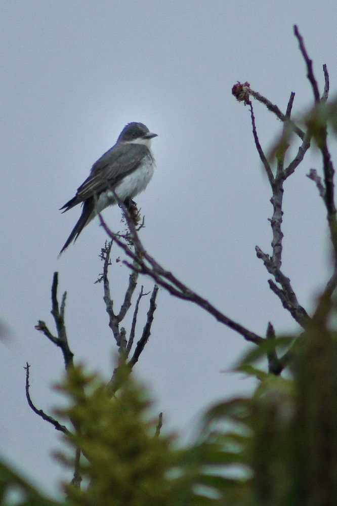 An eastern kingbird perched on a branch on an overcast day in Toronto 