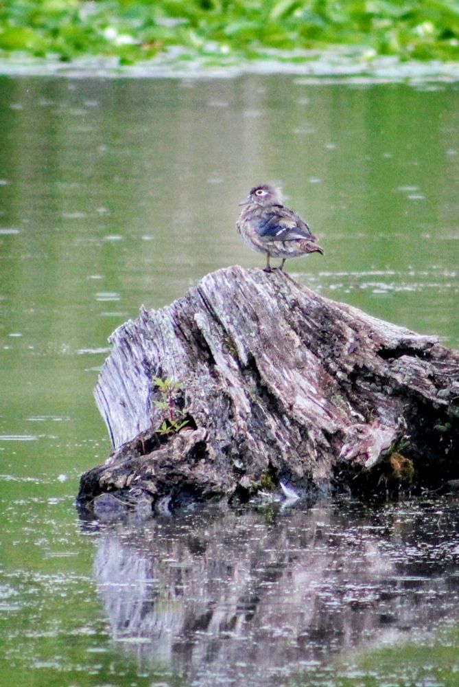 A female wood duck stands on a stump in the middle of a pond 