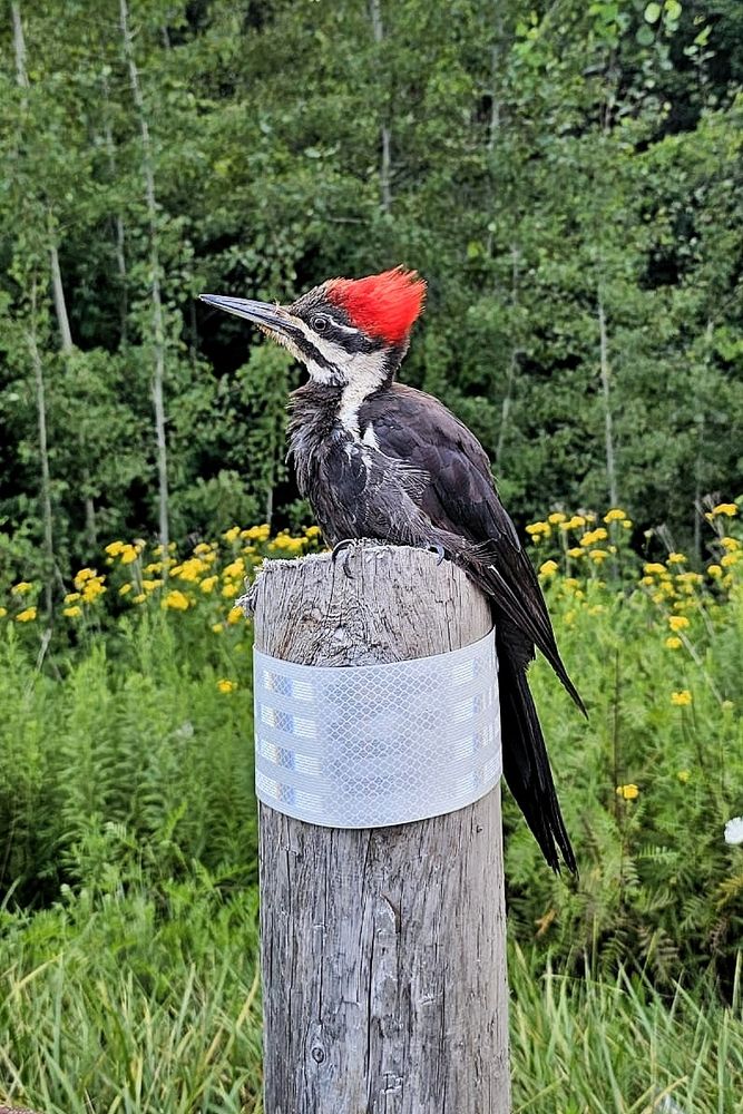 Pileated woodpecker on a fence post 