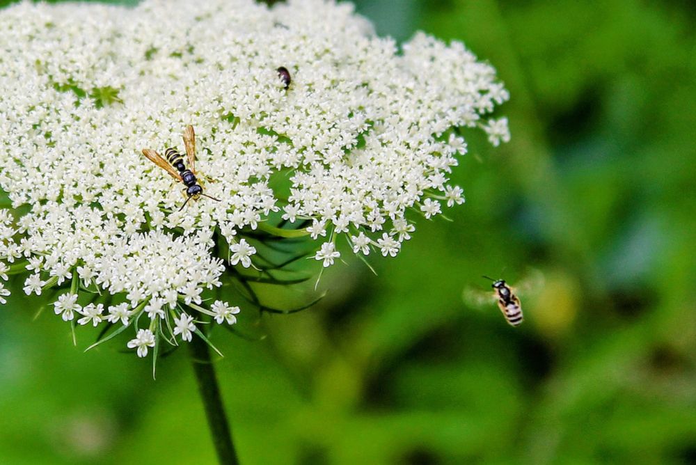 A beetle, wasp, and hoverfly visit the same flower 